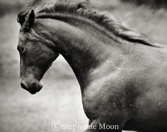 Square fine art black and white horse photograph