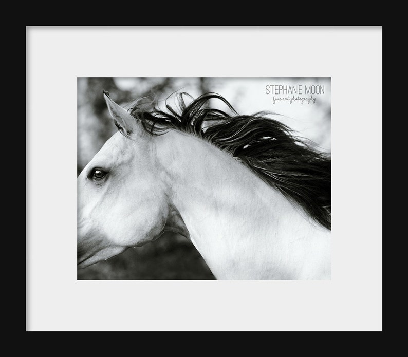 Black and White Fine Art Horse Photography, fine art horse photo black and white, abstract horse photography, Horse Art, Horse Picture image 2