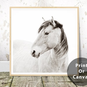 Wild Horse Photography, Wild Horse on Carrot Island Portrait, Black and white horse photography