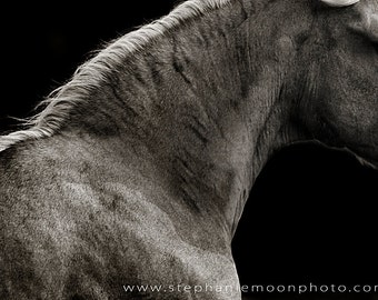 Black and White Horse Photography, Fine Art Horse Photograph, Abstract Horse Photography, Horse Picture, Horse Poster