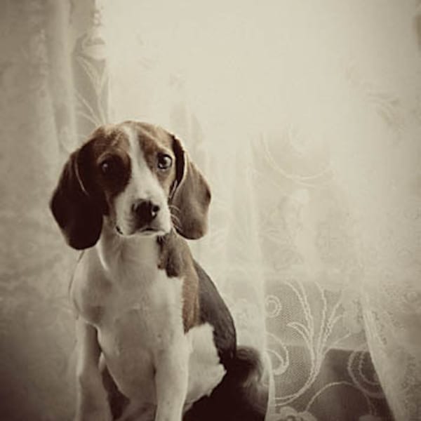 Fine Art Dog Photography, black and white dog photography