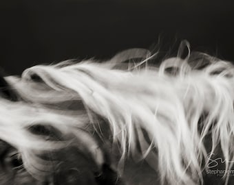 May include: A black and white photograph of a horse's mane blowing in the wind. The horse's mane is long and flowing, and the wind is creating a sense of motion and energy.