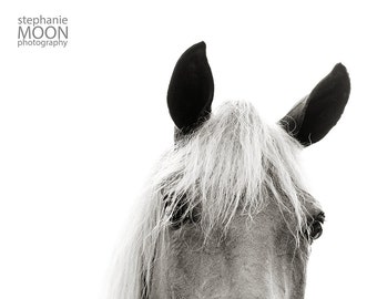 Horse Photography, Black and white horse photography, Funny Horse Picture, fine art equine photography, 8x10