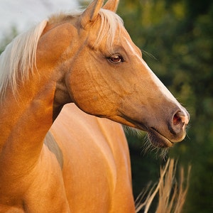 Horse Photography, Horse Picture, Horse Poster, Portrait of a Palomino Mare with a swishing tail, western decor, horse art, wild horse