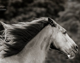Fotografia di cavalli, fotografia a cavallo in bianco e nero, fotografia equina d'arte, Poster di cavallo, Immagine cavallo