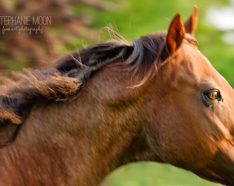 Horse Photography, Abstract Horse Photography, Equine Art, Horse Poster, Horse Picture, Picture of a Running Horse with mane blowing