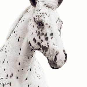 Black and White Horse Photography, Fine Art Horse Photography, Horse Print, Spots Print, Horse Picture, Horse Poster, Appaloosa Horse, image 1