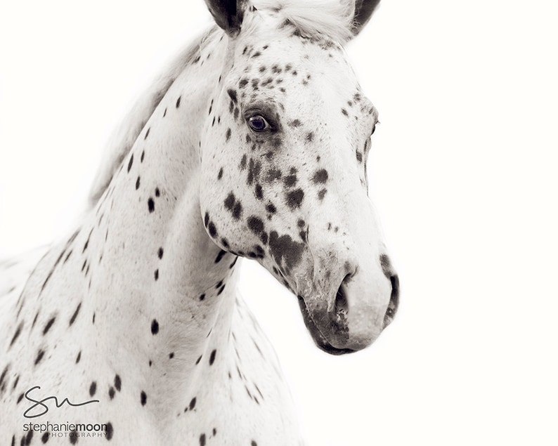 Black and White Horse Photography, Fine Art Horse Photography, Horse Print, Spots Print, Horse Picture, Horse Poster, Appaloosa Horse, image 1