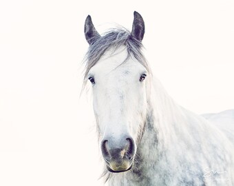 May include: A close-up portrait of a white horse with a soft, fluffy mane and a gentle expression. The horse's eyes are dark and expressive, and its nose is slightly pink. The background is a soft white, creating a simple and elegant image.