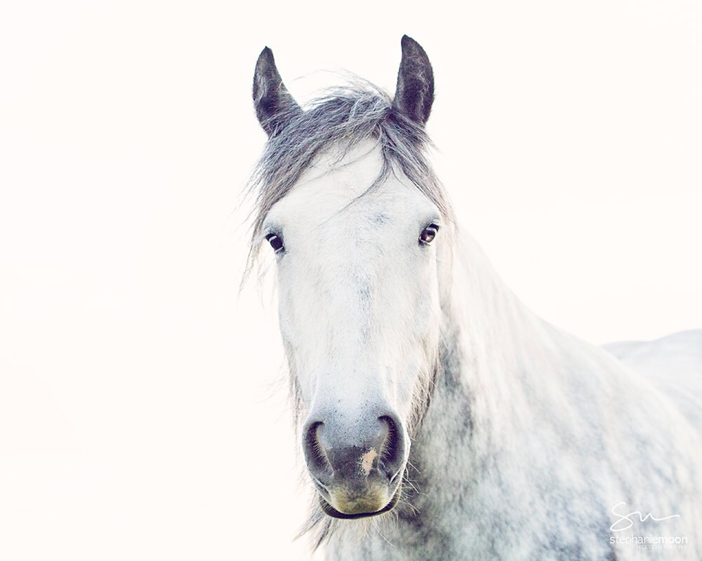 portrait professional horse photography portrait professional horse photography