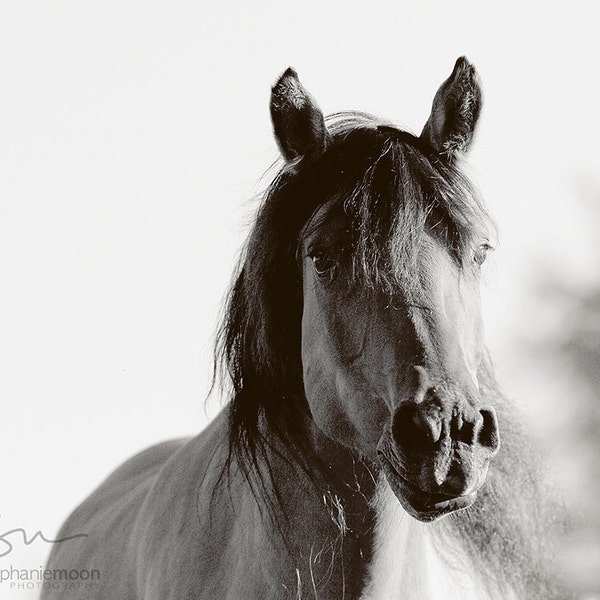 Wild Horse Photography, Black and White horse photo, Portrait of a Kiger Mustang mare, Mustang, Wildlife Photography