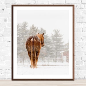 Horse Photography, Winter horse photography, horse in the snow.