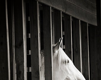 Horse Photography, White Horse, Horse Picture, Horse in Barn, Equine Art, 8x10 Horse Print