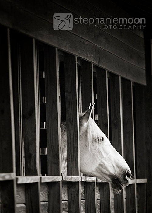 Horse Photography White Horse Horse Picture Horse in Barn - Etsy