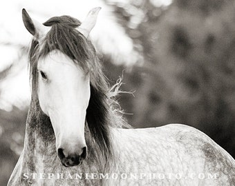 May include: A black and white photograph of a grey horse with a long mane and tail. The horse is looking directly at the camera.