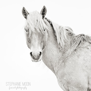 Wild Horse Photography, Black and White horse photo, Portrait of a palomino wild horse stallion with wind blowing in mane, Carrot Island