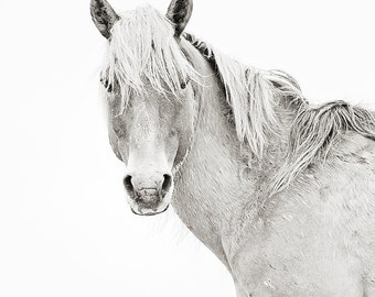 Wild Horse Photography, Black and White horse photo, Portrait of a palomino wild horse stallion with wind blowing in mane, Carrot Island