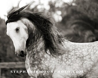 May include: A black and white photograph of a grey horse with a long flowing mane. The horse's head is turned to the side, and its eyes are closed. The horse is standing in a field, and the background is blurred.