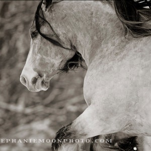 Horse Photography, black and white horse photography, fine art equine photography, 8x10