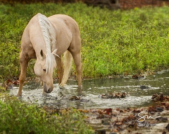 Horse Photography, Palomino horse, watering hole, wildlife photo, horse photography, fine art equine photography, Horse Print, Horse Picture
