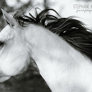 Black and White Fine Art Horse Photography, fine art horse photo black and white, abstract horse photography, Horse Art, Horse Picture image 1