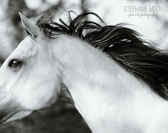 May include: A black and white photograph of a horse's head and neck. The horse has a long, flowing mane and is looking off to the side. The background is blurred.