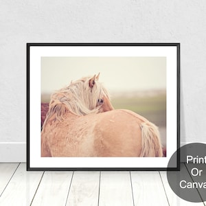 Wild Horse Photography, Palomino Wild Horse looking over his shoulder with mane,