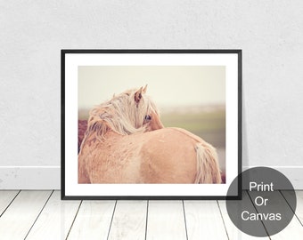 Wild Horse Photography, Palomino Wild Horse looking over his shoulder with mane,