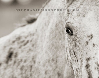 May include: Close-up of a horse's eye, showing the intricate details of its spotted coat and the dark, expressive eye.