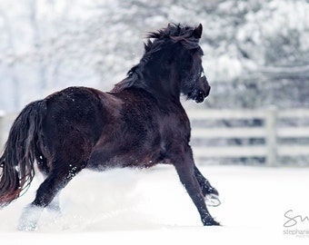 Black Horse Runs Through Snow, Horse in the Snow Photography, Horse Poster, Horse Picture, Picture of Horse in Snow, Winter Horse Landcape