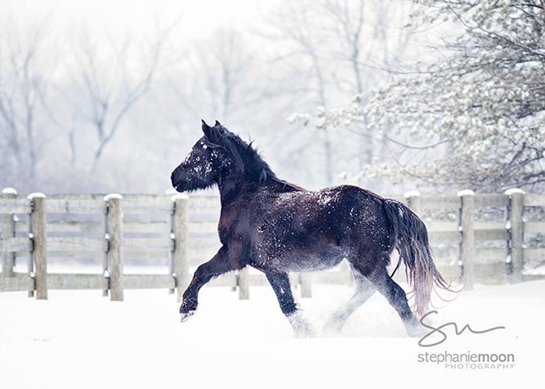 Schwarzes Pferd Trab durch Schnee, Pferd im Schnee Fotografie, Pferd Poster,  Pferd Bild, Bild des Pferdes im Schnee, Winter Pferd Landcape - Etsy  Österreich