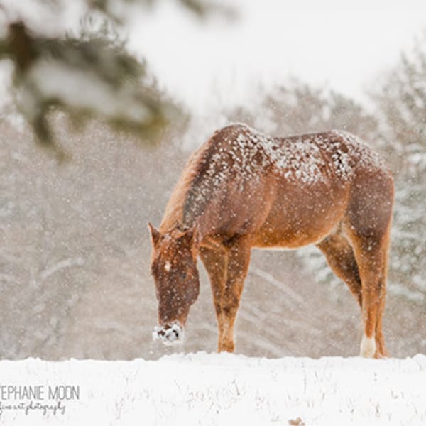 Caballo en la fotografía de nieve, foto de caballo, imagen de caballo, imagen de caballo en la nieve, caballo de invierno Landcape
