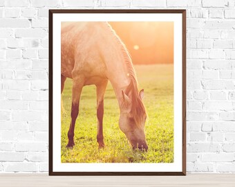 May include: A light brown horse with a long mane grazes in a field of green grass. The sun shines brightly in the background, casting a warm glow on the scene.