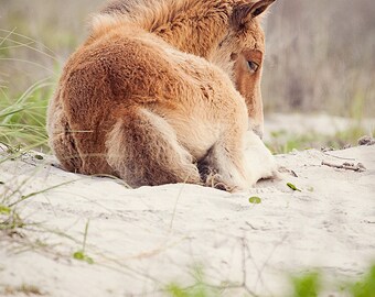 May include: A brown and white foal curled up on a sandy beach. The foal is facing away from the camera and has its head resting on its back.