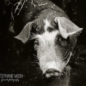 This Little Piggy Photography, Cute Black and White PIcture of an adolescent Pig, Barnyard Nursery Decor, Farm Animal,