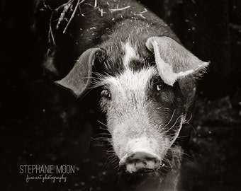 This Little Piggy Photography, Cute Black and White PIcture of an adolescent Pig, Barnyard Nursery Decor, Farm Animal,