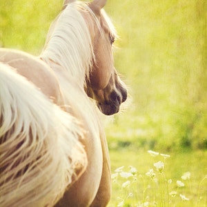 Horse Photography, Horse Picture, Horse Poster, Portrait of a Palomino Mare, horse and flowers, western decor, horse art, wild horse