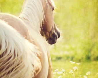 Horse Photography, Horse Picture, Horse Poster, Portrait of a Palomino Mare, horse and flowers, western decor, horse art, wild horse