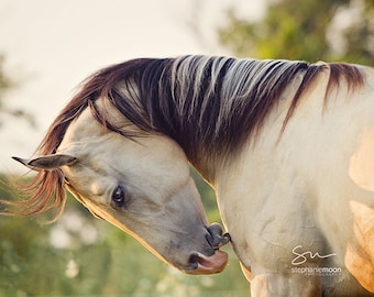 Horse Photography,  Western Decor, horse photography, Close up horse portrait, fine art equine photography, Horse Print, Horse Picture
