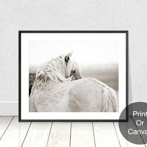 Wild Horse Photography, Palomino Wild Horse looking over his shoulder with mane, Black and white Horse Photography, Outer Banks Did Horses