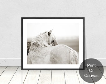 Wild Horse Photography, Palomino Wild Horse looking over his shoulder with mane, Black and white Horse Photography, Outer Banks Did Horses