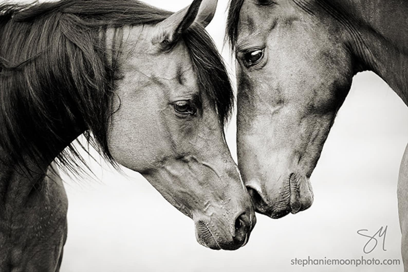 Fine Art Horse Photography, Horse Photograph - Etsy