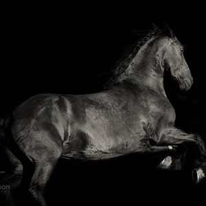 Horse Leaping on Black Background, Black and White Horse Photography, Fine Art Horse Photography, Horse Print, Horse Picture, Horse Poster