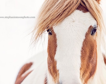 Horse Photography,  Gypsy Vanner, horse photography, Close up horse portrait, fine art equine photography, Horse Print, Horse Picture