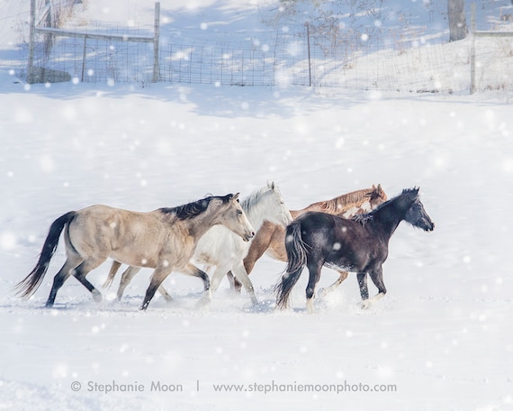 Puzzle Cavalli nella neve
