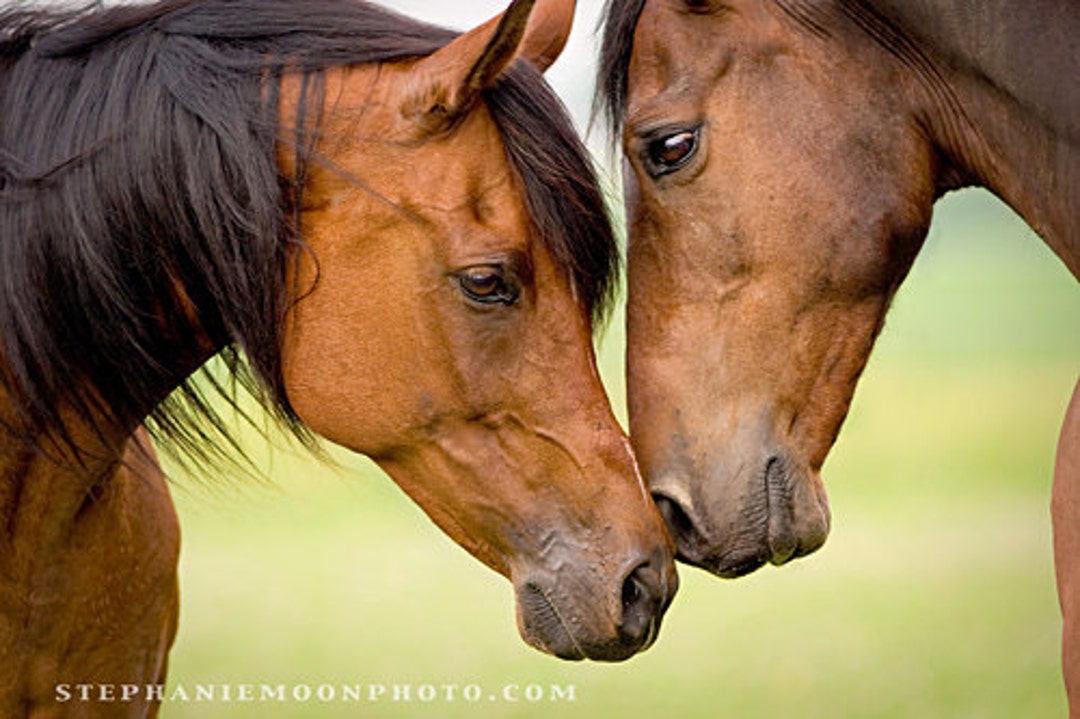 Fine Art Horse Photography, Horse Photograph Etsy