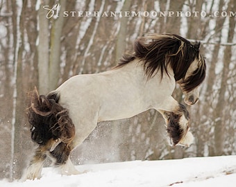 May include: A white and brown horse with a long mane and tail leaps through the air in a snowy forest. The horse's legs are extended, and its head is tilted back. The background is blurred, with trees and snow visible.