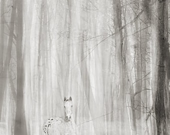 May include: A black and white spotted horse stands in a misty forest. The horse is facing the camera and has its head slightly tilted. The trees are tall and thin, and the fog creates a dreamy atmosphere.