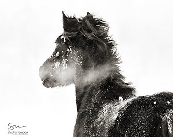 Horse Photography, black and white horse photography, Horse in the Winter Snow, fine art equine photography, Horse Poster, Horse Picture