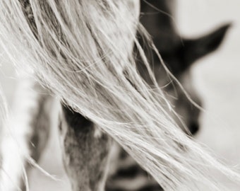 May include: A black and white photograph of a horse's tail and hindquarters. The horse's tail is long and flowing, and the hair is very soft and silky. The horse's hindquarters are muscular and strong.